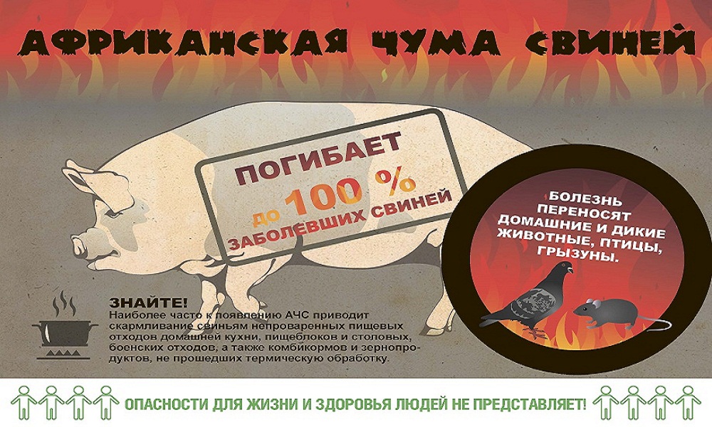 Памятка для населения. Африканская чума свиней.