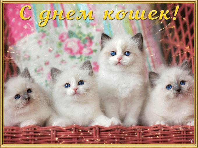 Международный день кошек.