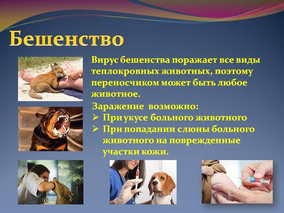 Бешенство -среди животных